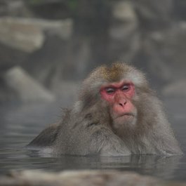 Jigokudani Monkey Park, Nagano Photo #8 by Santa3 from pixabay