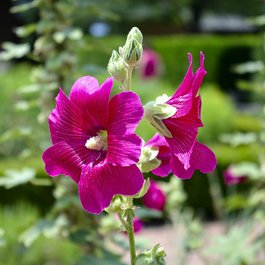 Gilcrease Museum, Tulsa Photo #1 by MikeGoad from pixabay