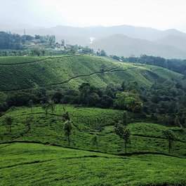 Munnar, Kerala Photo #6 by Akumarphotos from pixabay