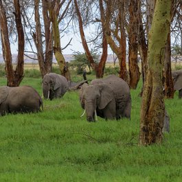 Amboseli National Park, Kenya Photo #7 by herbert2512 from pixabay