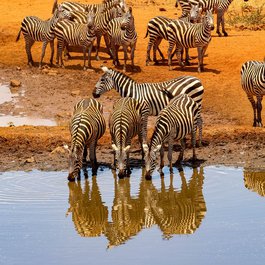 Amboseli National Park, Kenya Photo #6 by herbert2512 from pixabay