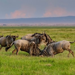 Amboseli National Park, Kenya Photo #5 by herbert2512 from pixabay