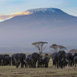 Amboseli National Park, Kenya Photo #2 by herbert2512 from pixabay