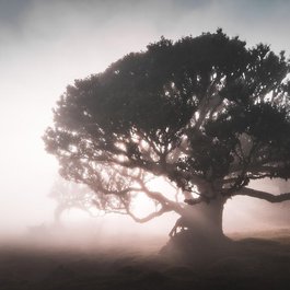 Madeira, Portugal Photo #7 by crispy-fotografie from pixabay