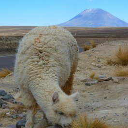 Arequipa, Peru Photo #9 by LoggaWiggler from pixabay