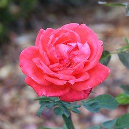 Portugal itinerary, Jardim Botânico D'ajuda