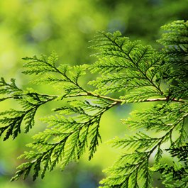 Trail, Canada Photo #8 by Kranich17 from pixabay