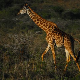 Nairobi National Park, Nairobi Photo #8 by alexstrachan from pixabay