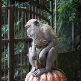 Batu Caves, Kuala Lumpur Photo #9 by manusama from pixabay