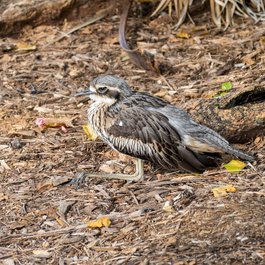 Brisbane itinerary, Brisbane City Botanic Gardens