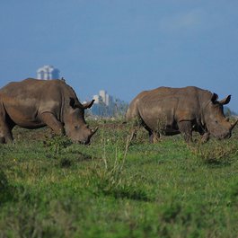 Nairobi National Park, Nairobi Photo #5 by alexstrachan from pixabay