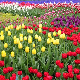 Keukenhof, Utrecht Photo #3 by baruya from pixabay