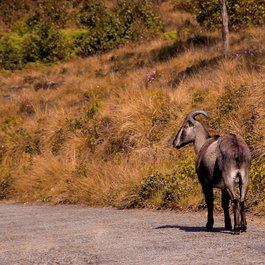 Eravikulam National Park, Kerala Photo #2 by nandhukumar from pixabay