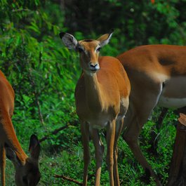 Nairobi National Park, Nairobi Photo #9 by alexstrachan from pixabay