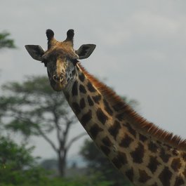Savannah, Nairobi Photo #6 by alexstrachan from pixabay