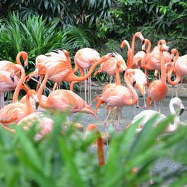 Singapore Zoo, Singapore Photo #5 by Carmen4 from pixabay