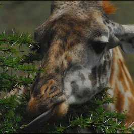 Nairobi National Park, Nairobi Photo #7 by alexstrachan from pixabay