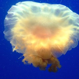 Monterey Bay Aquarium, Monterey Photo #5 by michelejennae from pixabay