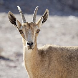 Eilat, Israel Photo #2 by jdblack from pixabay