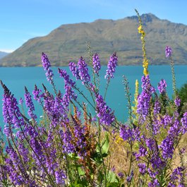 Lake Wānaka, New Zealand Photo #7 by muellers from pixabay