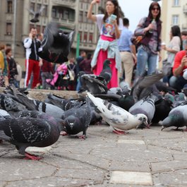 Victoriei Square, Timisoara Photo #1 by www_InfoTimisoara_ro from pixabay
