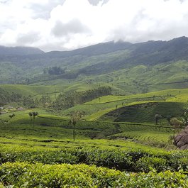 Munnar, Kerala Photo #8 by Jeweltommathew from pixabay