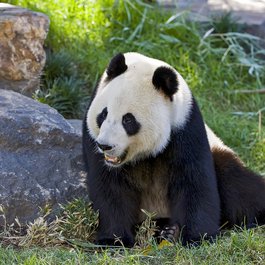 Adelaide Zoo, Adelaide Photo #1 by PMelrose from pixabay
