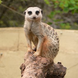 Adelaide Zoo, Adelaide Photo #2 by finomina from pixabay