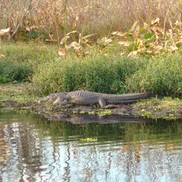 Everglades, Florida Photo #7 by scouterstan from pixabay