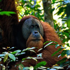 Sumatra, Indonesia Photo #5 by timoschluter from pixabay