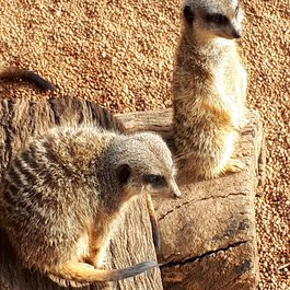 Perth Zoo, Perth Photo #1 by lbuckels from pixabay
