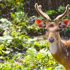 Chitwan National Park, Nepal Photo #5 by rojesh55 from pixabay