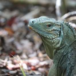 Grand Cayman, Cayman Islands Photo #3 by jstoner22 from pixabay