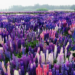 Lake Tekapo itinerary, Lake Pukaki
