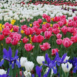 Canberra, Australia Photo #9 by aussiemidwife from pixabay