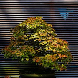 Portland itinerary, Portland Japanese Garden