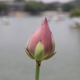 Beihai Park, Beijing Photo #5 by Lancier from pixabay