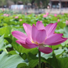 Beihai Park, Beijing Photo #1 by Lancier from pixabay