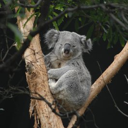 Taronga Zoo Sydney, Sydney Photo #2 by jongjoonmoon from pixabay