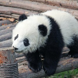 Chengdu Zoo, Chengdu Photo #8 by sharonang from pixabay