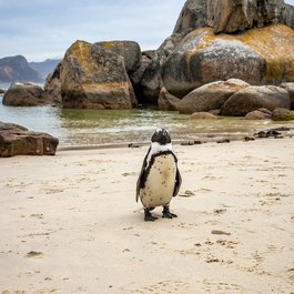 Boulders Beach, Cape Town Photo #1 by u_a3q6884y from pixabay