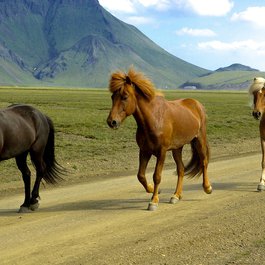 Landmannalaugar, Iceland Photo #2 by jackmac34 from pixabay