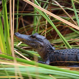 Everglades, Florida Photo #3 by Linda72 from pixabay