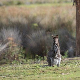 Bruny Island, Tasmania Photo #2 by pen_ash from pixabay