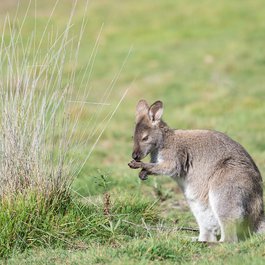 Bruny Island, Tasmania Photo #4 by pen_ash from pixabay