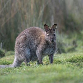 Bruny Island, Tasmania Photo #3 by pen_ash from pixabay
