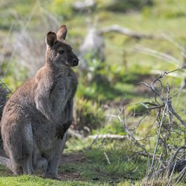 Bruny Island, Tasmania Photo #7 by pen_ash from pixabay