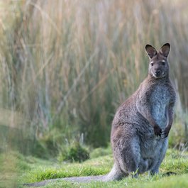 Bruny Island, Tasmania Photo #8 by pen_ash from pixabay