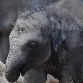 Houston Zoo, Houston Photo #9 by ArtisticOperations from pixabay