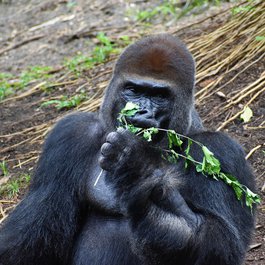 Houston Zoo, Houston Photo #8 by ArtisticOperations from pixabay